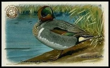 15 Green-Winged Teal